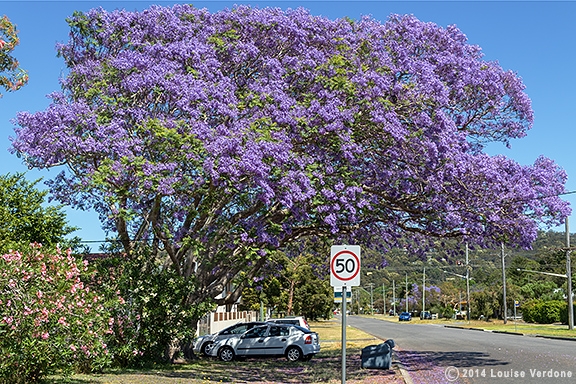 Suburban Lavender 6