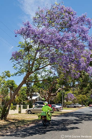 Suburban Lavender 13