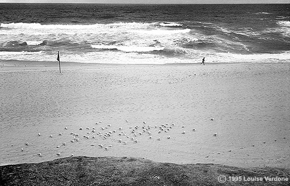 Mouettes et joggeur