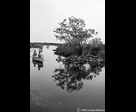 Canoeists en marais