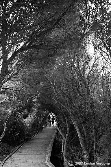 Arch of Trees