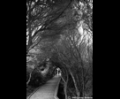 Arch of Trees