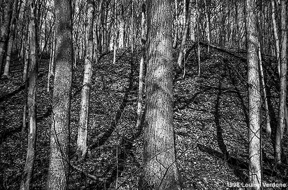 Forêt de lumière et d’ombres