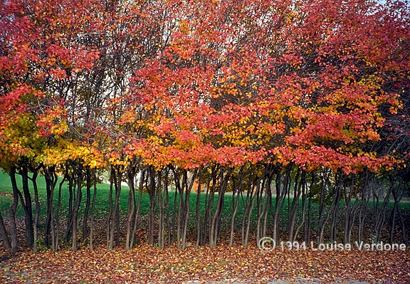 Vague d'automne