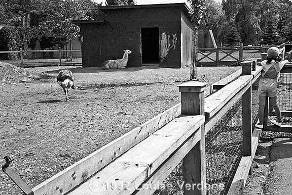 Emu, Lama and Girl