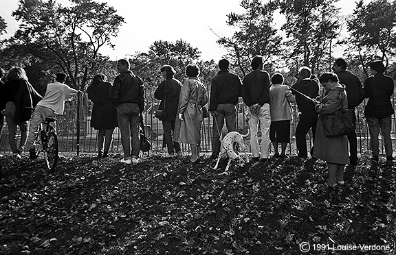 Dalmatien dans la foule