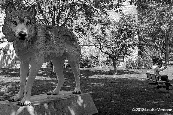 Assis près du loup