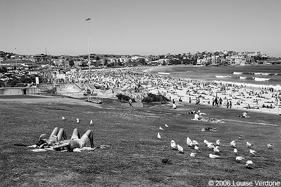 OIseaux de plage