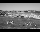 Beach Birds