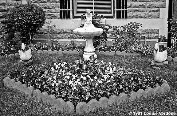 Swans in a Garden