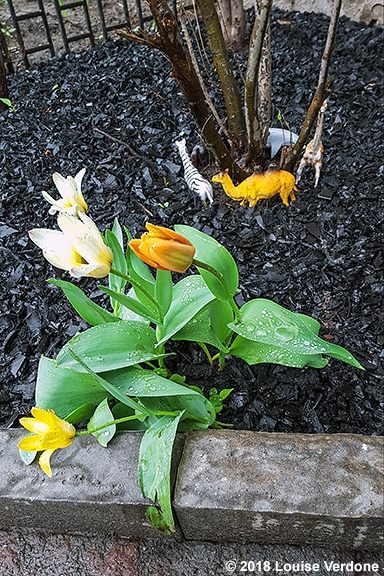 Tulips and Toy Animals