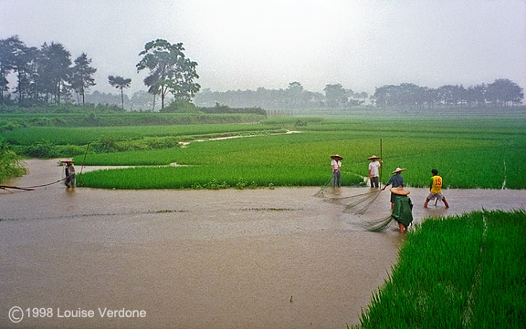 Paddy fields