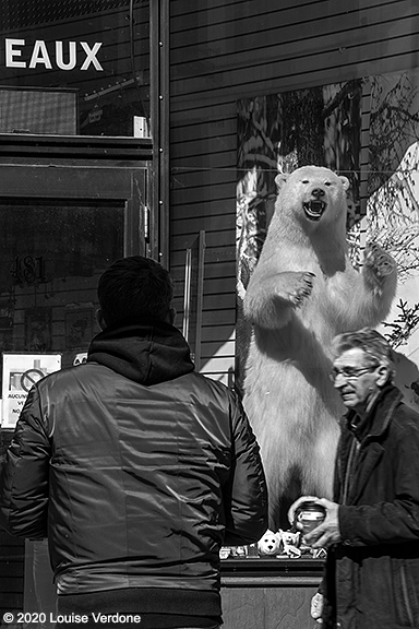 Polar Bear Ghost