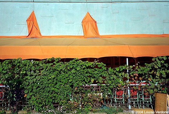 Orange and Vines