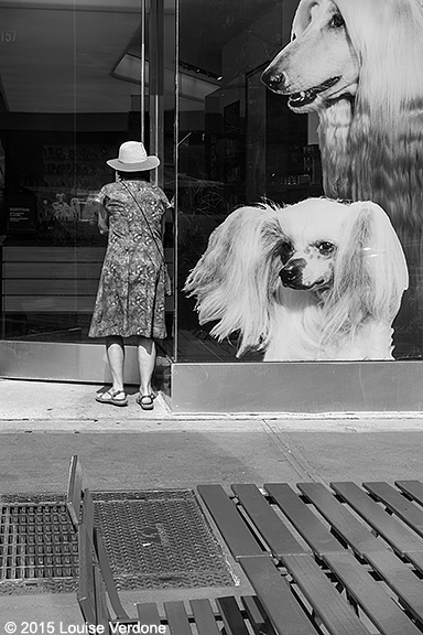 Hat and Dogs