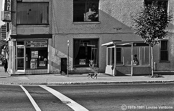 Bus Shelter and Dog