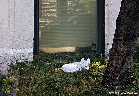 Chat blanc