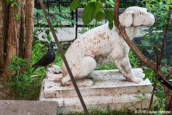 Chien et pigeon