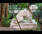 Chien et pigeon