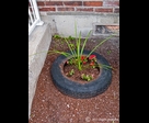 Tire Garden