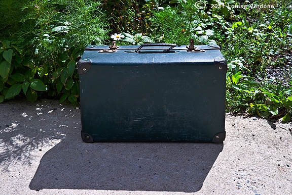 Valise et marguerite