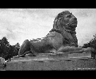 Statue de lion et homme assis