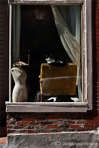 Cats and Mannequin