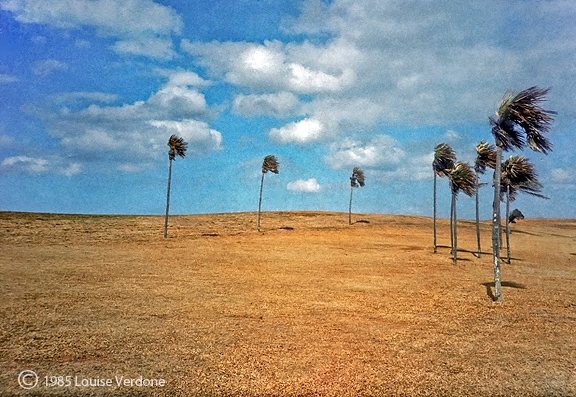 Dried Palm Tree