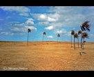 Dried Palm Tree