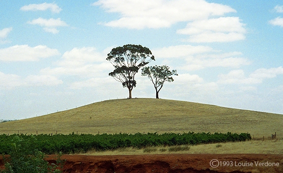 Trees on a Hill