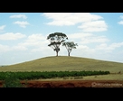 Trees on a Hill